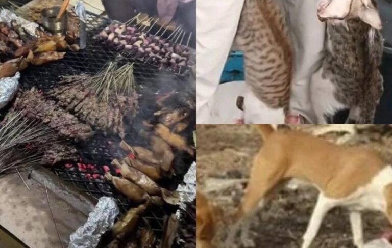 Un fait insolite a secoué le quartier de Hamo Téfess dimanche dernier. Après l’affaire récente d’un vendeur de brochettes à base de viande de chat, ce sont cette fois des ressortissants nigérians qui ont été surpris en plein « flagrant délit » de préparat