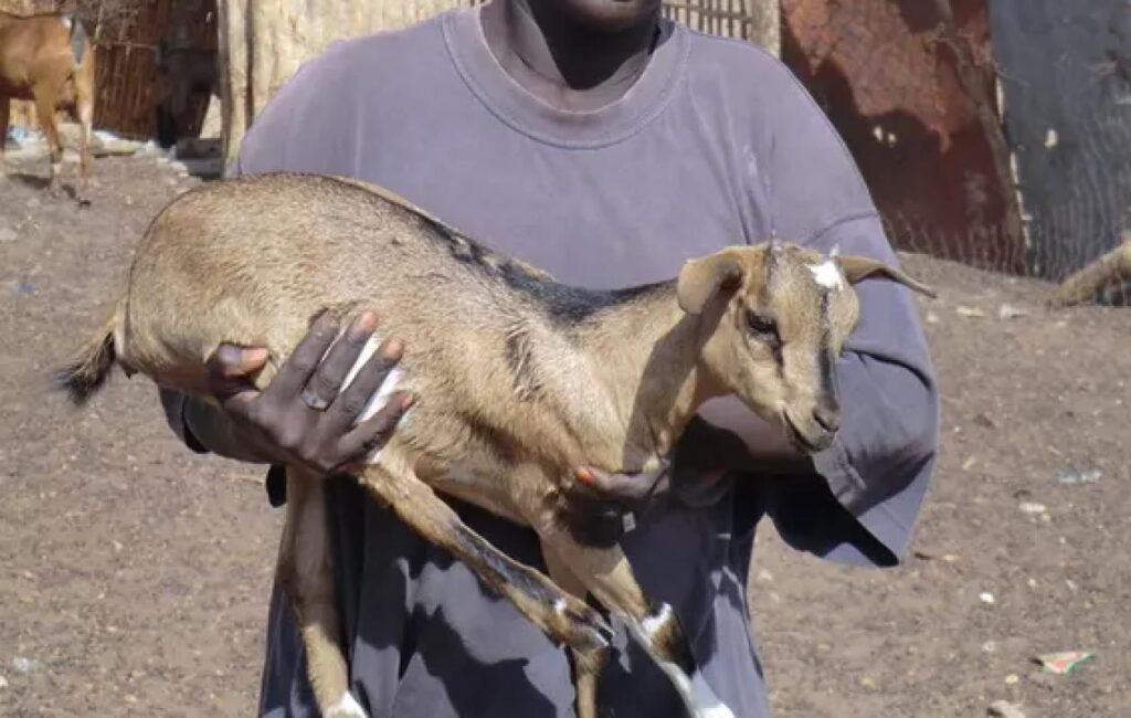 Mbour : un berger menace de tuer sa mère pour... une chèvre