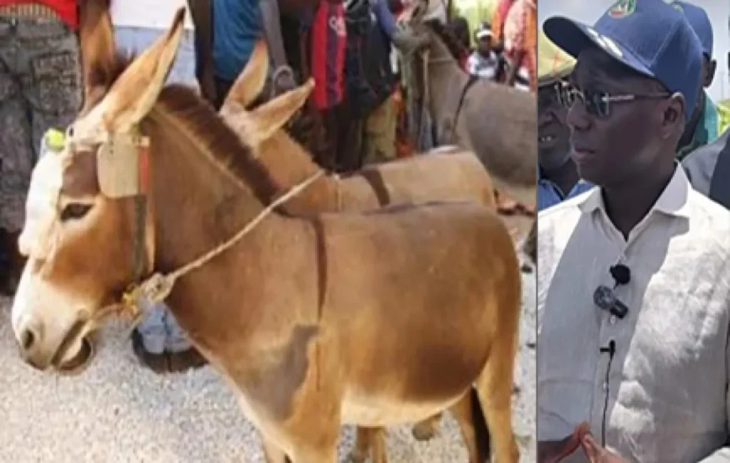 Ânes ég0rgés à Ndiayène Mbeuleup : des soupçons de trafic de viande inquiètent les autorités. Ânes ég0rgés à Ndiayène Mbeuleup