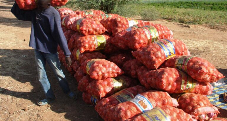 Interdiction de la vente d’oignons des agro-business : l’ARM annonce la mobilisation des services de contrôle