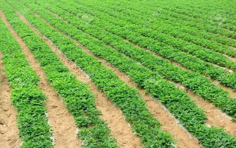 Hivernage 2026 : Le Chef de l'État ordonne une préparation anticipée de la campagne agricole