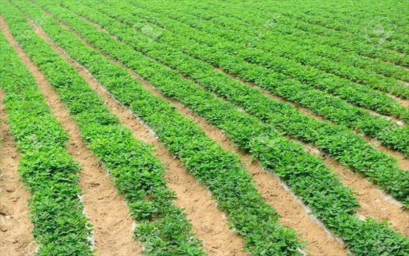 Hivernage 2026 : Le Chef de l’État ordonne une préparation anticipée de la campagne agricole Hivernage 2026 : Le Chef de l'État ordonne une préparation anticipée de la campagne agricole