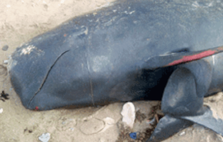 Guédiawaye : Une baleine à bosse s'échoue sur la plage