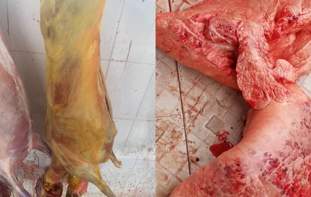 viande impropre à la consommation