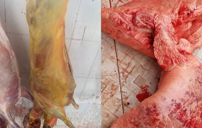 Kaffrine : Saisie de viande impropre à la consommation par la Direction régionale de l’Élevage