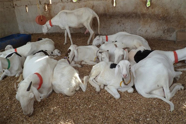 Ndiassane : Une bande d'agresseurs emporte 28 moutons de race en pleine nuit