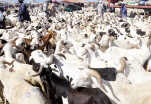 « Nous avons enregistré 390.350 moutons » : Mamadou Diagne fait le point avant la Tabaski