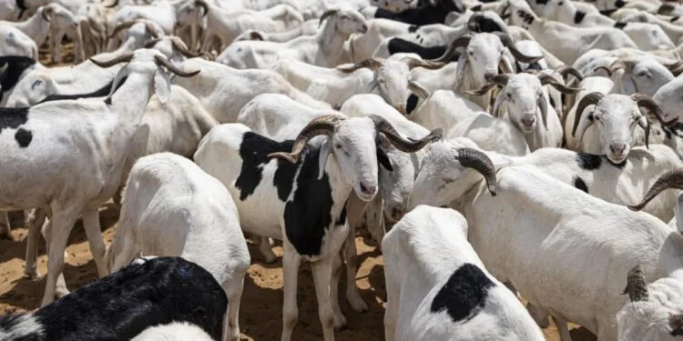 Tabaski 2026 – Le cri du cœur des pères de famille : « Impossible de trouver un mouton à 100 000 FCFA ! » Tabaski 2026 – Le cri du cœur des pères de famille : « Impossible de trouver un mouton à 100 000 FCFA ! »
