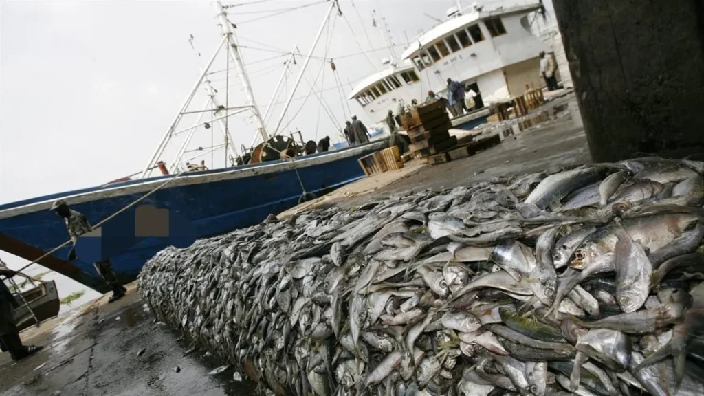 Pêche : le ministère annonce l’attribution de quatre licences de pêche démersale côtière