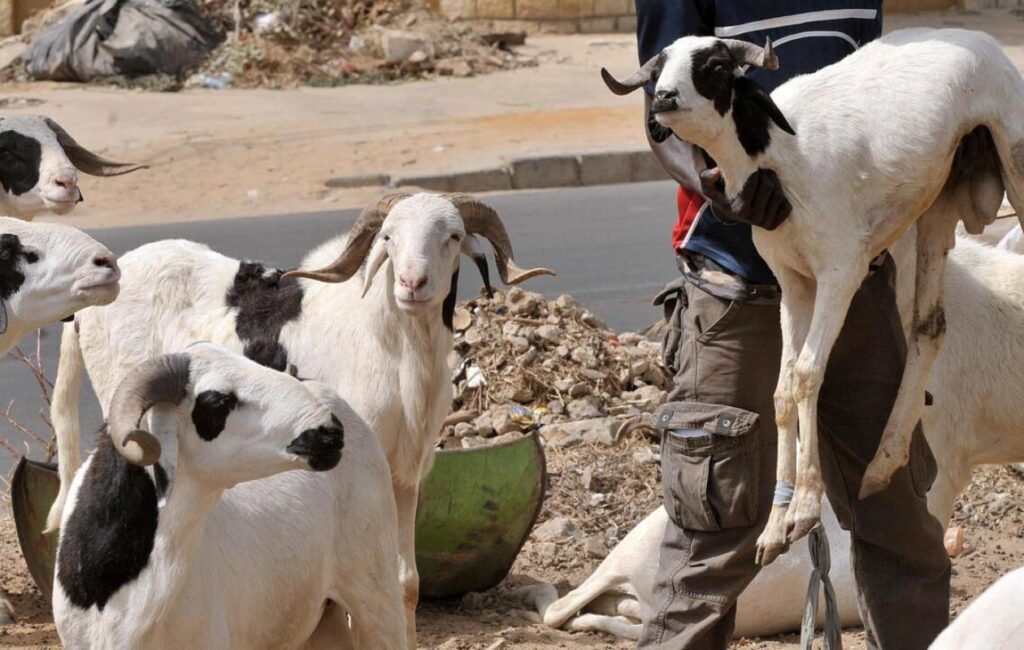 vole le mouton de sa patronne pour la Tabaski